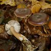 Rhodocollybia butyracea, Butterrübling